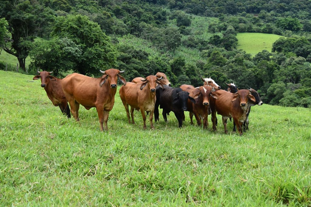 bovinos bois vacas