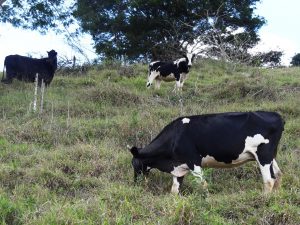 boi gado pasto vacas