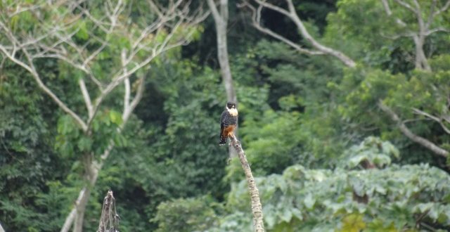 biodiversidade falcao mata