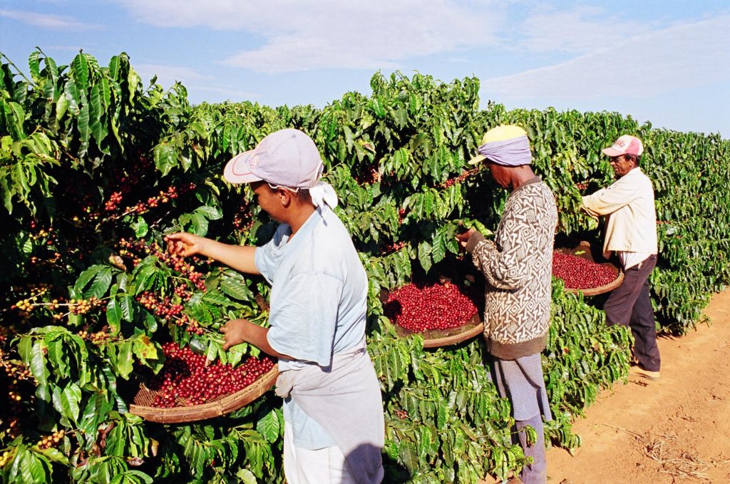 lavoura café trabalhadores rurais
