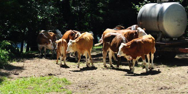 vacas leite ordenha