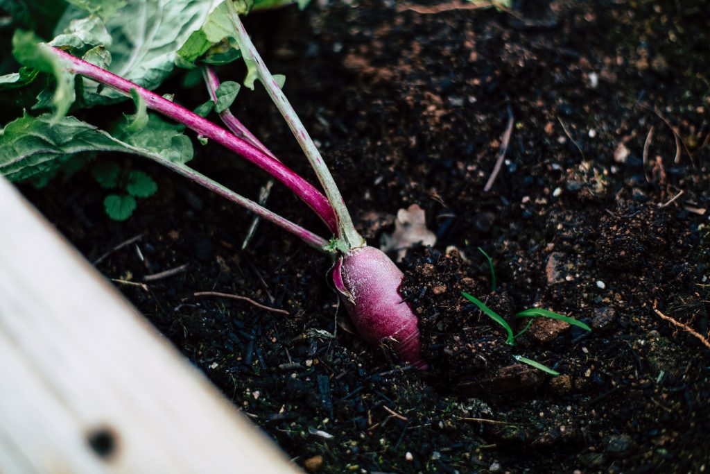 hortifruti Markus Spiske