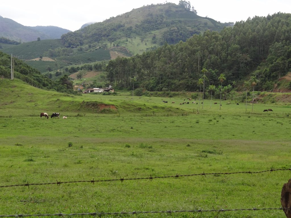 vagem mata pasto fazenda