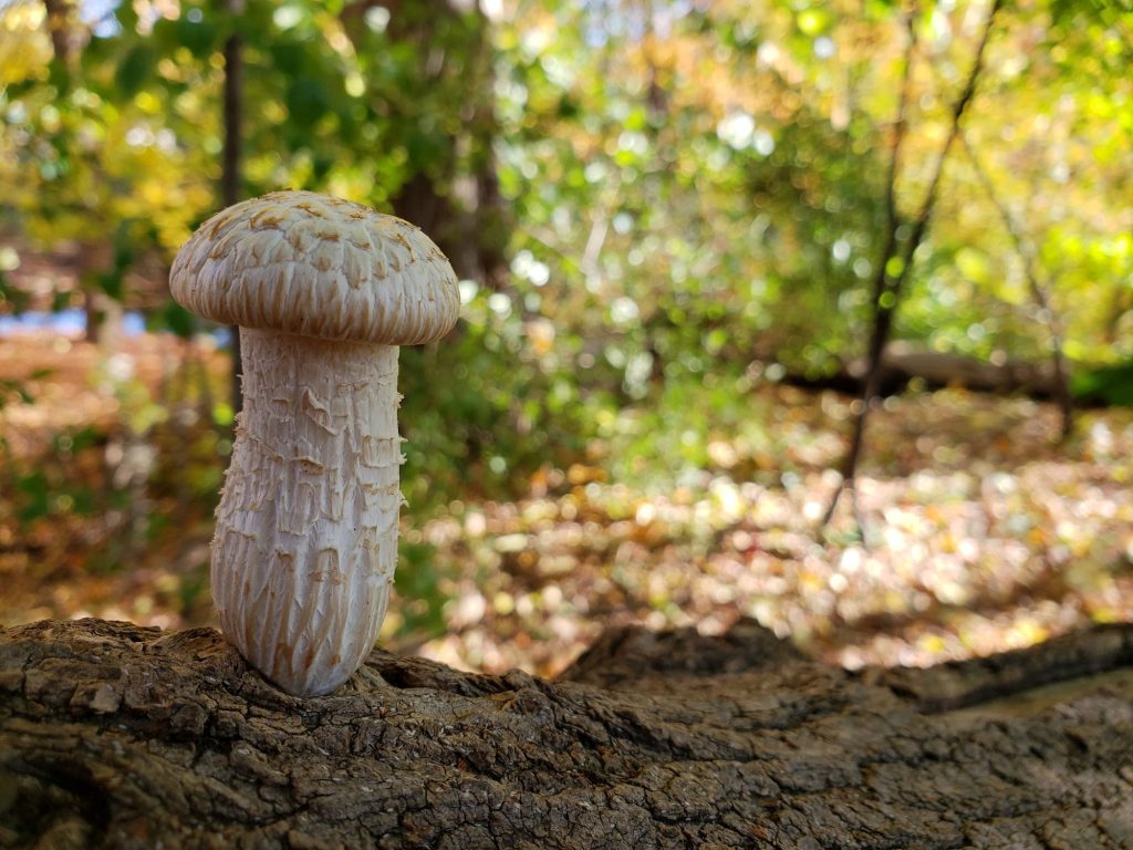 cogumelo branco mushroom