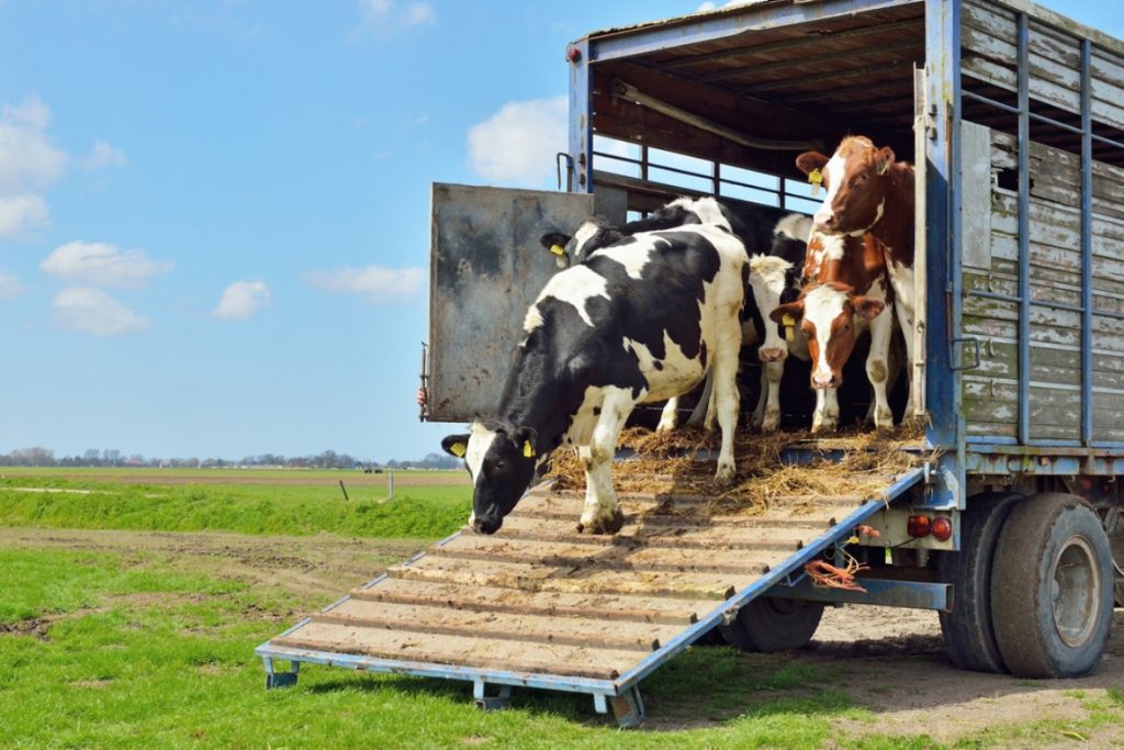 transporte animal