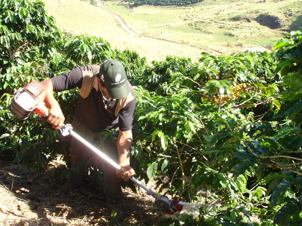 derriçadeira cafe lavoura trabalhador