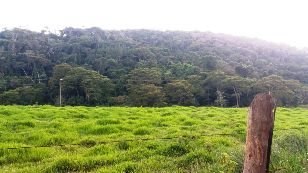 mata pasto rural campo