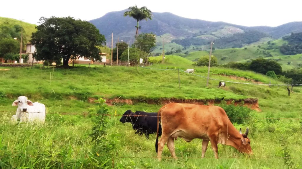 gado e pasto Pocrane