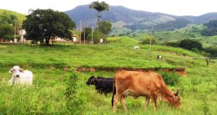 gado e pasto Pocrane