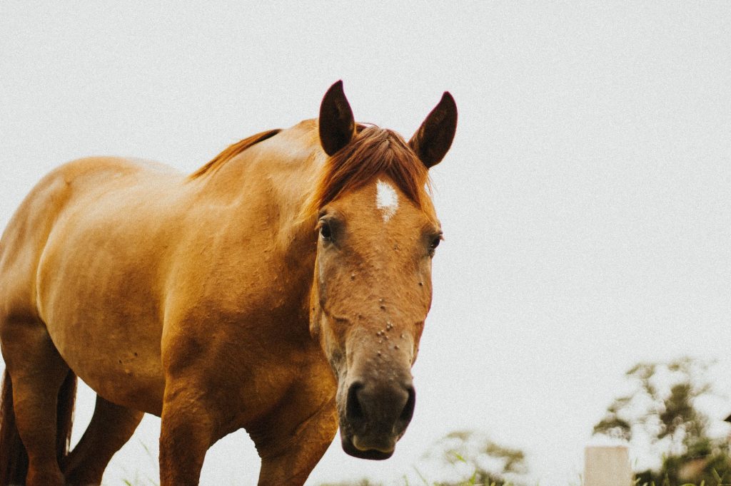 cavalo Taiana Bartolomei unsplash