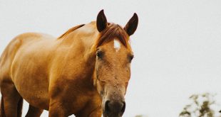 cavalo Taiana Bartolomei unsplash