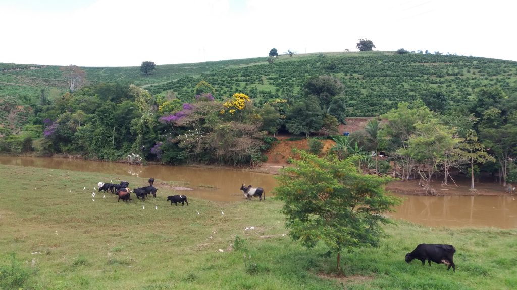 gado rio bovino Pedra Bonita