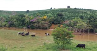 gado rio bovino Pedra Bonita