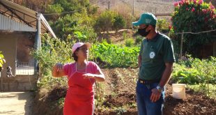 Manhuaçu agricultora horta