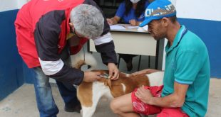 vacina cães e gatos