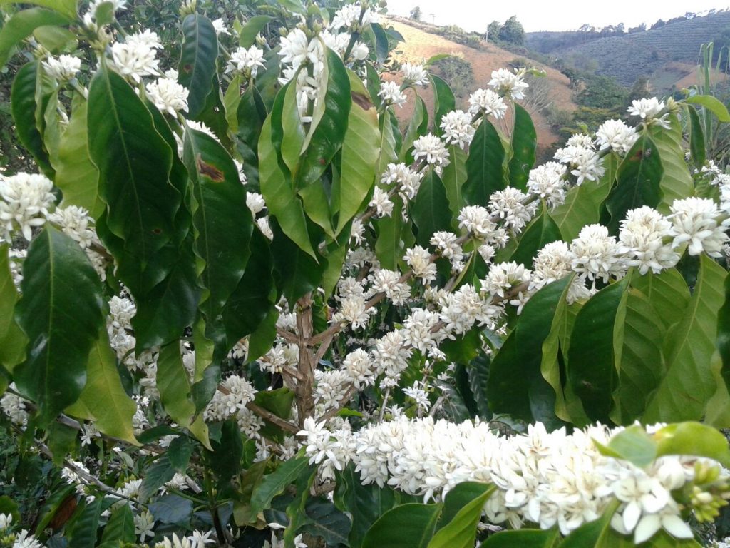 florada de cafe