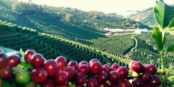 Café: Com foco nas chuvas do Brasil, arábica e conilon sobem nesta 2ª feira  - Amvac do Brasil