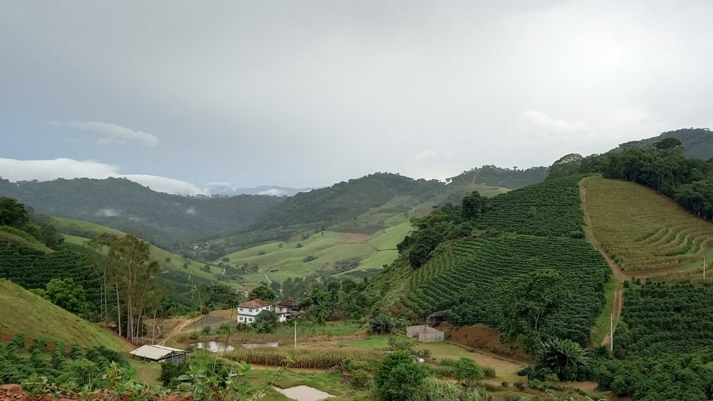 Lavouras Palmeiras Manhuaçu 