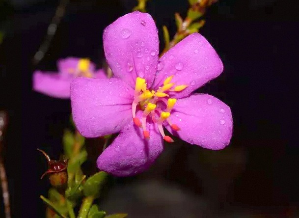 Nova planta descoberta em Caparao