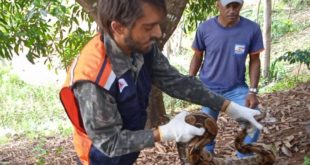 jiboia em carangola