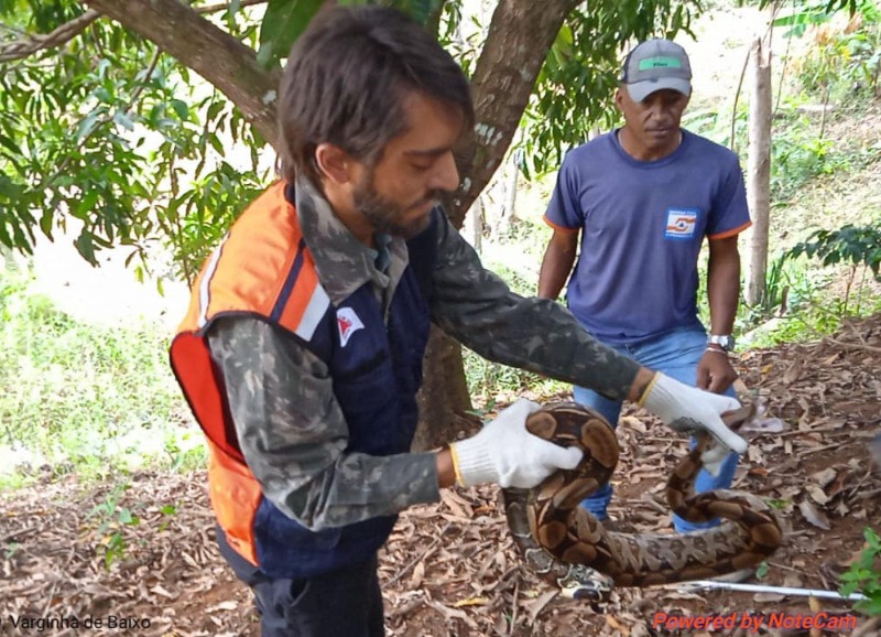 jiboia em carangola